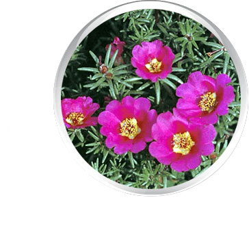 Estratto di Portulaca